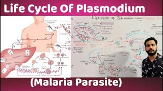 Life Cycle Of Plasmodium vivaxMalaria parasite [upl. by Bibbie]