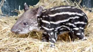 Endangered Tapirs First Words [upl. by Yecies]