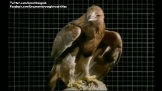 National Geographic Wild Birds of Prey  Raptors Hawks Falcons   Documentary English S [upl. by Tica]