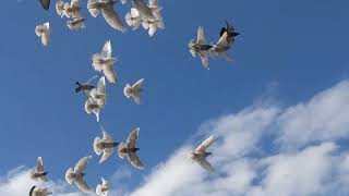 Flying tumblingrolling pigeons in slow motion bronx [upl. by Enriqueta]