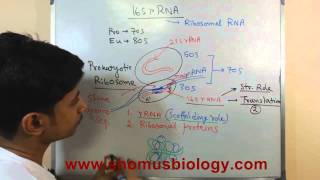 16s rRNA [upl. by Webber]