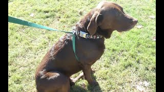 How To Make A Dog Harness Simple DIY Guide [upl. by Roderick]