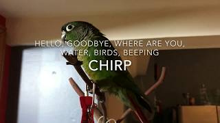 Guide to Green Cheek Conure Behavior [upl. by Astor147]