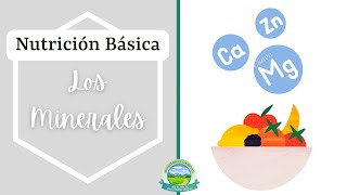 Los Minerales  Nutricion Basica [upl. by Bertilla]