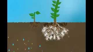 Mycorrhizae Helps Reduce Nutrient Run Off [upl. by Anelahs]