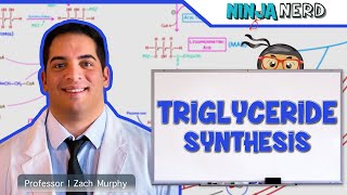 Metabolism  Triglyceride Synthesis [upl. by Halley]