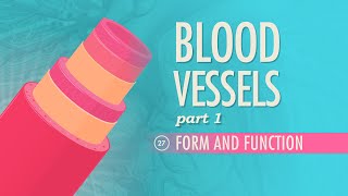 Blood Vessels Part 1  Form and Function Crash Course Anatomy amp Physiology 27 [upl. by Alilahk102]