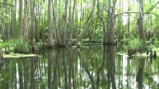 Louisiana Bayou [upl. by Emaj]