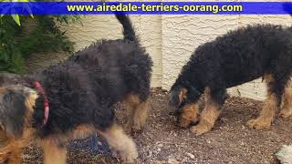 Airedale Terrier puppies 10 weeks old [upl. by Ram]