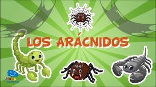 LOS ARÁCNIDOS Animales invertebrados  Vídeos educativos para niños [upl. by Balthasar92]