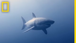 How to Identify a Bull Shark  Raging Bull Shark [upl. by Nat492]