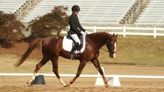 American Saddlebreds in Dressage [upl. by Ikilisav]