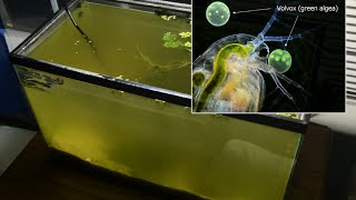 Raising Daphnia for the Freshwater Aquarium [upl. by Ensoll]