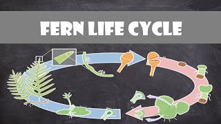 Fern Life Cycle  Plant Biology [upl. by Onaicul]