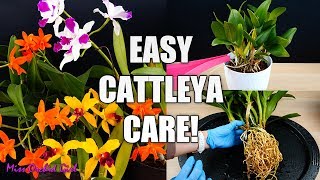 How to Care for Cattleya Orchids  Watering Repotting Reblooming amp more Orchid Care for Beginners [upl. by Milas631]