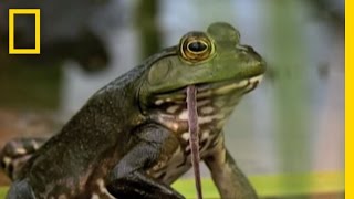 Bullfrogs Eat Everything  National Geographic [upl. by Nuahsor]