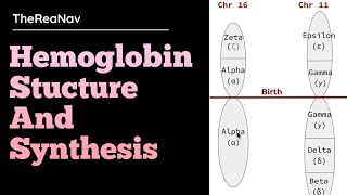 Hemoglobin Stucture and Synthesis [upl. by Rehtae145]