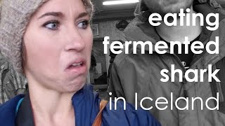 ICELAND  eating fermented shark hakarl [upl. by Seaden]