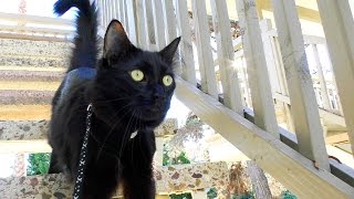 Top 10 Black Cat Facts [upl. by Madelin169]