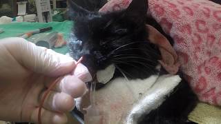 Nasal Nose Flush in a Cat [upl. by Andreana]