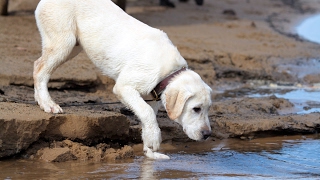 Labrador Retriever Puppy  Training Overview [upl. by Underwood878]