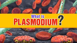 What is Plasmodium  Class 12 Biology  NEET  Extraclass [upl. by Karmen]