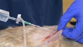 How to Do a Wound Clip and Clean [upl. by Arramat]