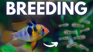 How to Breed Ram Cichlids German Blue Black Gold [upl. by Luaped49]