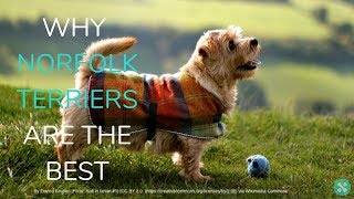 Why Norfolk Terriers Are The Best [upl. by Emsoc895]