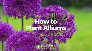 How to Plant Alliums [upl. by Lomax]