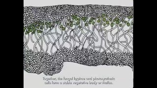 Lichen Biology [upl. by Sheffie]