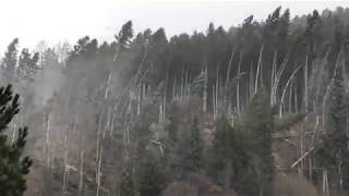 Sturm quotBurglindquot wütet in Trubschachen im Emmental 💨 🌬 🌨 ☔️ [upl. by Ordnasela670]