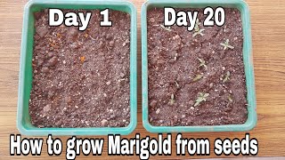 How to grow Marigold from seeds with update Grow marigold from marigold flowers [upl. by Felicio]