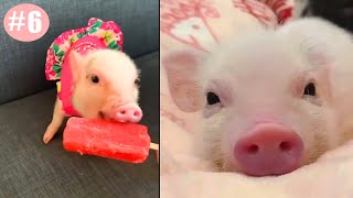 Cute Pig Videos that You Cant Resist 6 [upl. by Becka]