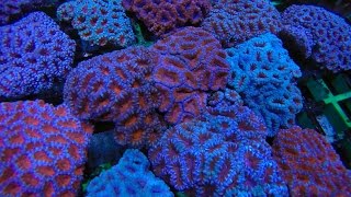 Acan Corals  Lord Acans LPS Corals in the Coal Reef Aquarium [upl. by Labanna]