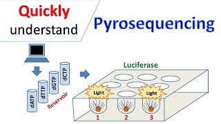 Pyrosequencing [upl. by Acino]