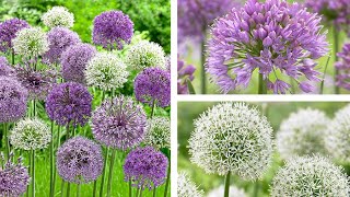 Guide to Summer Plants Allium Species [upl. by Tenom]