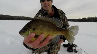 Ice Fishing Bluegill – Tips On Locating BIG Winter Bluegill’s [upl. by Quintana]