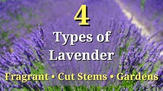 4 Types of Lavender Plants [upl. by Eelhsa]