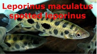 Leporinus maculatus spotted leporinus [upl. by Rese]