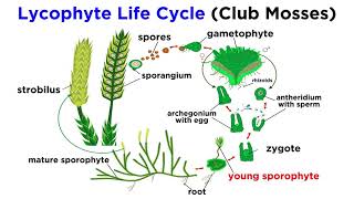 Lycophytes Early Vascular Plants [upl. by Nassi291]