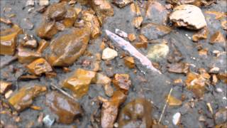 Arrowhead Hunting  Fun Creek Hunting  Missouri Arrowheads  7315 [upl. by Iddo]