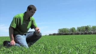 Italian Ryegrass Spring Planting Follow Up Video [upl. by Adnolaj]