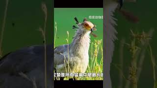 Secretarybird 🦅 Incredible Kicking Power [upl. by Aihsitan]