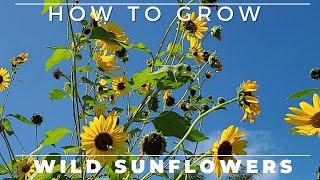 Wild Sunflower  Complete Grow and Care Guide [upl. by Euf939]