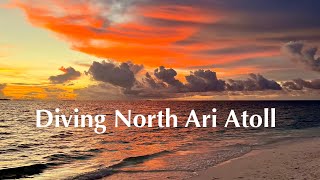 Diving North Ari Atoll 4K [upl. by Sammie]