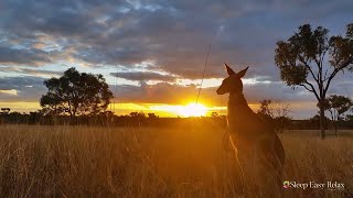 Gentle Relaxing Meditation Music • Beautiful Nature Australia Instant Calm Amazing Australia ★ 84 [upl. by Imit687]