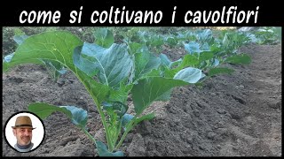 COLTIVAZIONE DEL CAVOLFIORE trucchi e segreti [upl. by Errised]