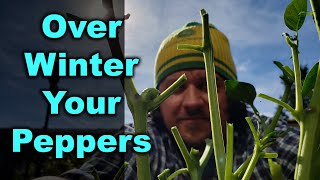 How To Overwinter Pepper Plants [upl. by Wye]