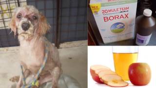 How To Cure Mange in Dogs  Home Remedies For Dog Mange [upl. by Martino]